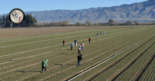 California farmworkers working in rows of crops with mountains in the background.