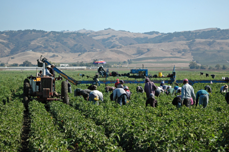 Farm workers harvesting yellow bell peppers