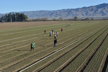 Field Workers CA Agriculture Workers Farming | GGF